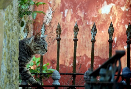 A nivel global se ha recomendado si no extinguir las colonias de gatos ferales, sí controlarlas y mantenerlas en vigilancia, de modo que los beneficios que puedan dar al ecosistema, sean mayores a las afectaciones, tanto a humanos como a la fauna silvestre.