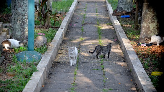 A nivel global se ha recomendado si no extinguir las colonias de gatos ferales, sí controlarlas y mantenerlas en vigilancia, de modo que los beneficios que puedan dar al ecosistema, sean mayores a las afectaciones, tanto a humanos como a la fauna silvestre.