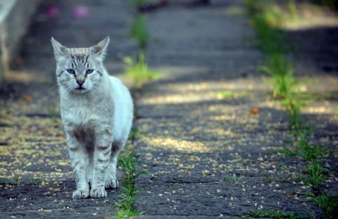 A nivel global se ha recomendado si no extinguir las colonias de gatos ferales, sí controlarlas y mantenerlas en vigilancia, de modo que los beneficios que puedan dar al ecosistema, sean mayores a las afectaciones, tanto a humanos como a la fauna silvestre.