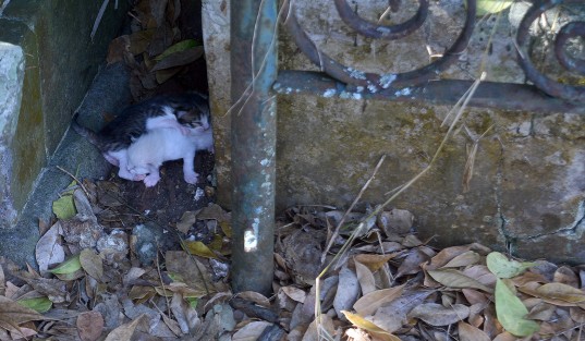 En años recientes la proliferación de gatos ferales e incuso de gatos domésticos ha sido cuestionada por naturalistas debido a la alta efectividad de esta especie como carnívora cazadora, ya que afectan seriamente las poblaciones de especies silvestres, incluso como competencia de otros carnívoros.  