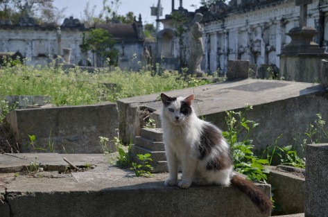 En años recientes la proliferación de gatos ferales e incuso de gatos domésticos ha sido cuestionada por naturalistas debido a la alta efectividad de esta especie como carnívora cazadora, ya que afectan seriamente las poblaciones de especies silvestres, incluso como competencia de otros carnívoros.  