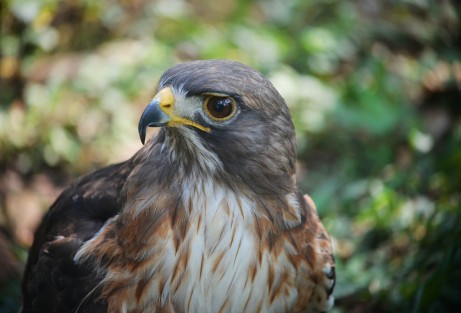 Así lució este día de la tierra, el parque Los Tecajetes, un lugar que por muchos años ha tratado de conservar algunas especies de animales y vegetación de la  zona montañosa de Veracruz  y sus alrededores.