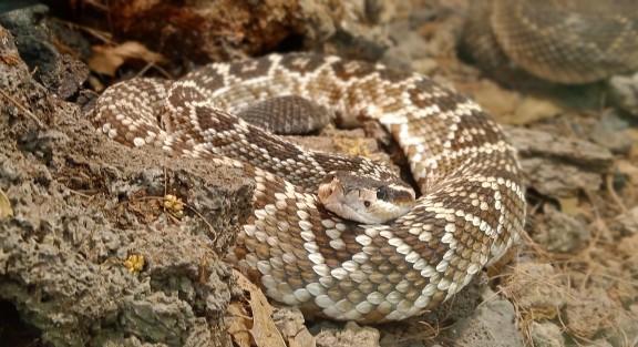 Así lució este día de la tierra, el parque Los Tecajetes, un lugar que por muchos años ha tratado de conservar algunas especies de animales y vegetación de la  zona montañosa de Veracruz  y sus alrededores.
