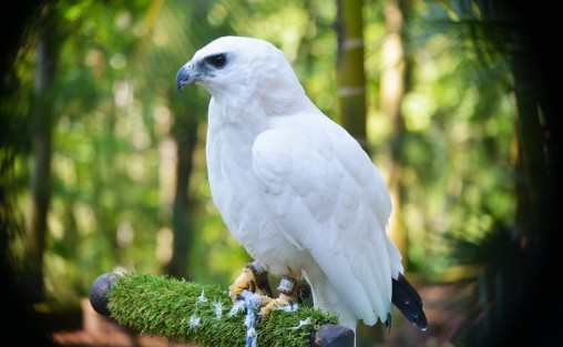 Así lució este día de la tierra, el parque Los Tecajetes, un lugar que por muchos años ha tratado de conservar algunas especies de animales y vegetación de la  zona montañosa de Veracruz  y sus alrededores.