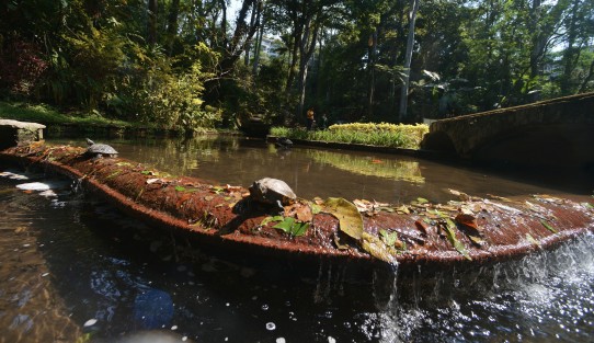 Así lució este día de la tierra, el parque Los Tecajetes, un lugar que por muchos años ha tratado de conservar algunas especies de animales y vegetación de la  zona montañosa de Veracruz  y sus alrededores. 