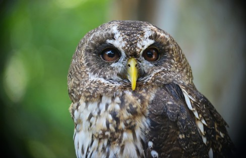 Así lució este día de la tierra, el parque Los Tecajetes, un lugar que por muchos años ha tratado de conservar algunas especies de animales y vegetación de la  zona montañosa de Veracruz  y sus alrededores. 