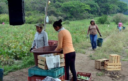 En la localidad de Tuzamapan, municipio de Coatepec, el fin de semana un grupo de mujeres realizaron el último corte de calabaza italiana de la temporada, la cual comentan fue muy escasa a diferencia de otros años, debido a las sequías  prolongadas que se viven en todo el territorio veracruzano. 