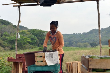 En la localidad de Tuzamapan, municipio de Coatepec, el fin de semana un grupo de mujeres realizaron el último corte de calabaza italiana de la temporada, la cual comentan fue muy escasa a diferencia de otros años, debido a las sequías  prolongadas que se viven en todo el territorio veracruzano. 