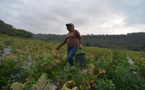 El coyotaje sigue sin poder ser erradicado en la transportación de los productos del campo a la ciudad; como ejemplo cuentan los productores que a ellos la caja de calabaza se les paga a 30 pesos con aproximadamente 13 kilos del producto y los coyotes la revenden hasta 300 pesos la caja, con lo que la ganancia se les queda a ellos y no a quien siembra.
