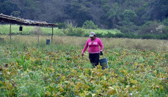 El coyotaje sigue sin poder ser erradicado en la transportación de los productos del campo a la ciudad; como ejemplo cuentan los productores que a ellos la caja de calabaza se les paga a 30 pesos con aproximadamente 13 kilos del producto y los coyotes la revenden hasta 300 pesos la caja, con lo que la ganancia se les queda a ellos y no a quien siembra.