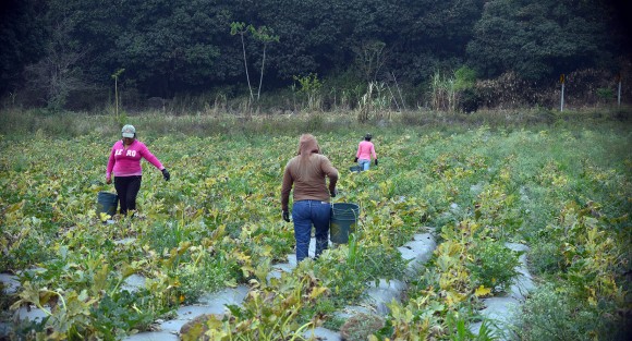 El coyotaje sigue sin poder ser erradicado en la transportación de los productos del campo a la ciudad; como ejemplo cuentan los productores que a ellos la caja de calabaza se les paga a 30 pesos con aproximadamente 13 kilos del producto y los coyotes la revenden hasta 300 pesos la caja, con lo que la ganancia se les queda a ellos y no a quien siembra.