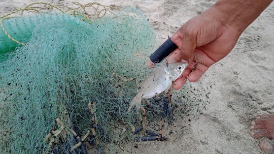 Las lanchas que se encuentran a la playa ofrecen su servicio a los turistas para llevarlos  a conocer las diferentes lugares del sitio, sin embargo al ser temporada baja ellos también realizan la pesca con la técnica lo que llaman la tarima, que es colocar una cuerda muy larga con muchos anzuelos.