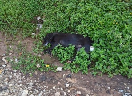 En la colonia Bosques de las Lomas de la ciudad de Xalapa, se registró envenenamiento masivo de animales entre perros, gastos y aves de corral denunciaron los vecinos. Temen que este caso pase a situaciones mayores, como el que se presentó el pasado 26 de junio en San Antonio Soteapan donde dos niños resultaron envenenados.