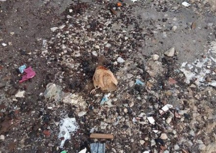 En la colonia Bosques de las Lomas, de la ciudad de Xalapa se registró envenenamiento masivo de animales entre perros, gastos y aves de corral denunciaron los vecinos.