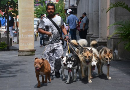 Mientras en algunas partes de la ciudad una persona envenena perros y gallinas, por el centro de la ciudad de Xalapa un hombre comparte sus galletas con su amigo, mientras otros hasta pagan para que paseen a sus mascotas.