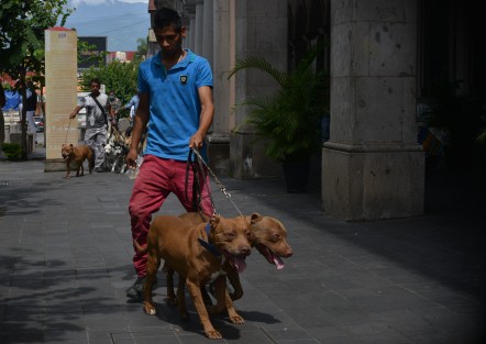 Lamentable que estos paseadores de perros sean sólo dos de muchos queen pleno semáforo rojo en Xalapa, no se tomen la responsabilidad de usar cubrebocas. Ojalá que al menos sí se ocupen de levantar las heces de sus clientes. 