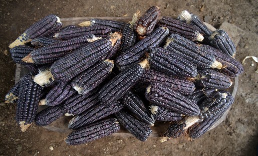 Calabazas, frijol, capulines, maíz, son algunos productos que día con día se consumen en esta región, que para fortuna de sus habitantes se siguen recolectando en sus campos.