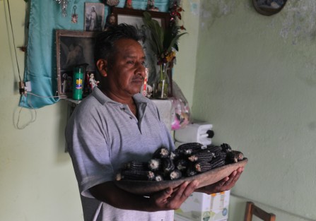 En la comunidad de Pueblo Viejo, municipio de Misantla, doña Julia y sus cuatro hijos conservan la tradición de sembrar maíz negro, del cual, a decir de la familia Salazar, cada vez es más difícil encontrar semilla para resembrar, debido a que las tortillerías y la maseca ganan terreno día con día.