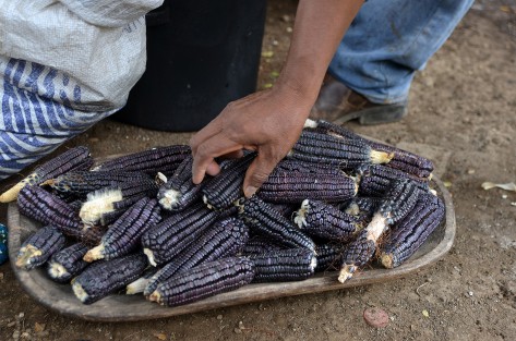 En la comunidad de Pueblo Viejo, municipio de Misantla, doña Julia y sus cuatro hijos conservan la tradición de sembrar maíz negro, del cual, a decir de la familia Salazar, cada vez es más difícil encontrar semilla para resembrar, debido a que las tortillerías y la maseca ganan terreno día con día.