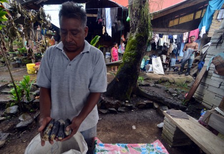 En la comunidad de Pueblo Viejo, municipio de Misantla, doña Julia y sus cuatro hijos conservan la tradición de sembrar maíz negro, del cual, a decir de la familia Salazar, cada vez es más difícil encontrar semilla para resembrar, debido a que las tortillerías y la maseca ganan terreno día con día.