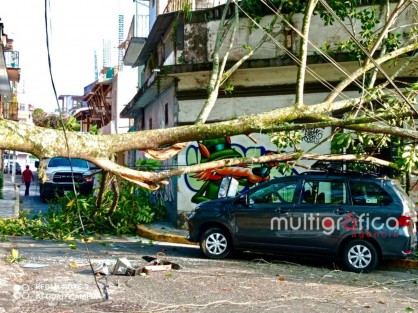 Debido a que se encontraba podrido de la base, parte de un árbol del parque Los Berros, cayó esta mañana, afectando a un auto y el cableado eléctrico. 