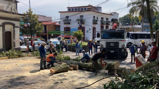 El jefe del Departamento de Biodiversidad y Cambio Climático del ayuntamiento de Xalapa, Magdaleno Mendoza Hernández, reveló que el personal de esta área municipal trabaja en el retiro total de árbol afectado y de un fresno que también presenta pudrición en su estructura. 