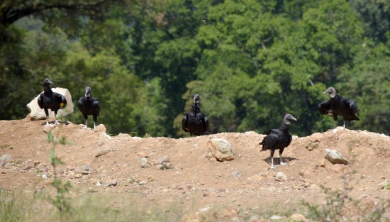 Cientos de zopilotes en el basurero debido a que los residuos no se separan, por lo que los animales utilizan este lugar para alimentarse de los desechos; a pesar que autoridades de la administración actual tenían un proyecto de construcción de un biodigestor, que costaría 6 millones de dólares en la realidad no pasa nada.  