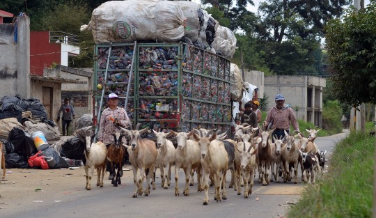 La labor es titánica, ya que son miles de botellas las que se tienen que clasificar por día; además de separar otro tipo de materiales como cartón y plásticos duros. Una paca ya compactada pesa alrededor de 200 kilos y esta sólo se mueve con montacarga y en tráilers que llevan lo reciclado a Ciudad de México, donde habrán de convertirse en playeras. 