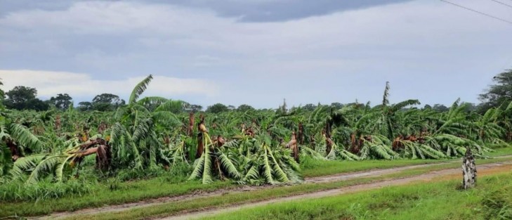 Campesinos organizados en el Movimiento Antorchista fueron afectados por el paso del huracán Grace de categoría 3 que azotó el día de ayer las tierras veracruzanas y que a su paso destruyó más de 900  hectáreas de sembradíos.