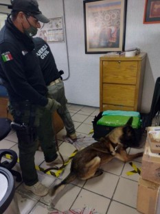 Con el apoyo de agentes caninos multipropósito de la Compañía K-9, se localizó en el maletero de un autobús de la línea ADO proveniente de Tuxtepec, Oaxaca, seis equipajes con paquetes del enervante, los cuales sumaron un peso total de 130 kilogramos.
