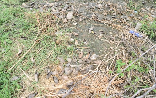 Los lugareños refieren que tiene como 5 años que tiran los restos de los animales; el lugar se encuentra lleno de zopilotes y la peste es insoportable. Los trabajadores del campo han reportado esto sin que al momento les hayan resuelto nada.
