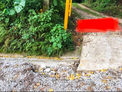 Autoridades de Teocelo, Ver., supervisaron los avances del revestimiento de camino del tramo del campo deportivo de la localidad Baxtla -Texin del km 0+000 al 2+300, que ya supera el 90% de la meta programada, así como los detalles a tomar en cuenta para su mantenimiento.