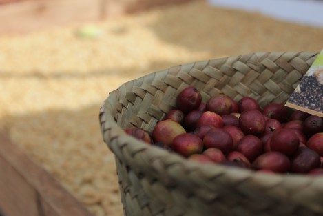 Debido al exitoso combate a la roya del café, productores estiman un incremento en la producción durante la cosecha 2021-2022.  Se estima una producción de entre 800 y un millón de sacos de café, tan solo en la región de Coatepec. 