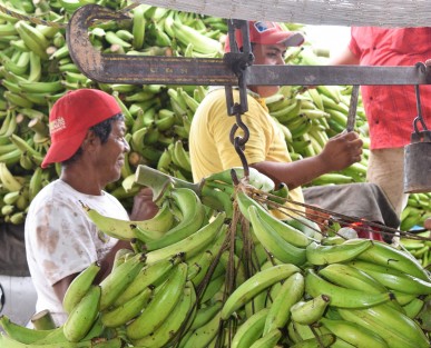 Un grupo de agricultores de Otatitlán, Ver., preparan el cargamento de plátanos machos para transportalo a la ciudad de Veracruz donde su producto tiene un poco de más valor, ya que el producto es muy barato debido a la dificultad de sacarlo del sitio por el mal estado de las carreteras y el costo de las autopistas.

