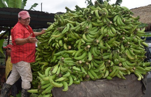 Un grupo de agricultores de Otatitlán, Ver., preparan el cargamento de plátanos machos para transportalo a la ciudad de Veracruz donde su producto tiene un poco de más valor, ya que el producto es muy barato debido a la dificultad de sacarlo del sitio por el mal estado de las carreteras y el costo de las autopistas.
