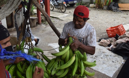 Un grupo de agricultores de Otatitlán, Ver., preparan el cargamento de plátanos machos para transportalo a la ciudad de Veracruz donde su producto tiene un poco de más valor, ya que el producto es muy barato debido a la dificultad de sacarlo del sitio por el mal estado de las carreteras y el costo de las autopistas.
