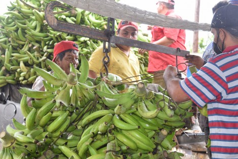 Un grupo de agricultores de Otatitlán, Ver., preparan el cargamento de plátanos machos para transportalo a la ciudad de Veracruz donde su producto tiene un poco de más valor, ya que el producto es muy barato debido a la dificultad de sacarlo del sitio por el mal estado de las carreteras y el costo de las autopistas.