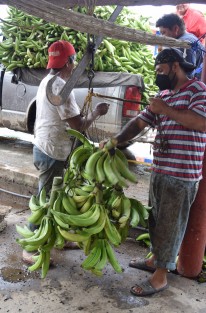 Un grupo de agricultores de Otatitlán, Ver., preparan el cargamento de plátanos machos para transportalo a la ciudad de Veracruz donde su producto tiene un poco de más valor, ya que el producto es muy barato debido a la dificultad de sacarlo del sitio por el mal estado de las carreteras y el costo de las autopistas.