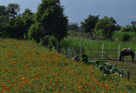 A diferencia de otros años son pocos los plantíos de flor de muerto o cempasúchil que se ven al llegar a San Pablo Coapa, municipio de Naolinco.
