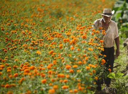 Productores de Flor de Muerto en San Pablo Coapa, Municipio de Naolinco, Ver., molestos por las afectaciones que en años anteriores les causan los visitantes que acuden a tomarse fotos o realizar sesiones fotográficas y ni siquiera les compran nada.