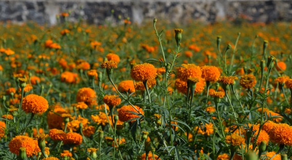Productores de Flor de Muerto en San Pablo Coapa, Municipio de Naolinco, Ver., molestos por las afectaciones que en años anteriores les causan los visitantes que acuden a tomarse fotos o realizar sesiones fotográficas y ni siquiera les compran nada.