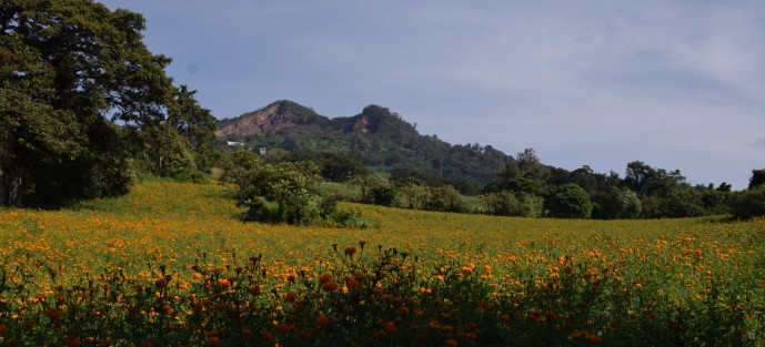 Productores de Flor de Muerto en San Pablo Coapa, Municipio de Naolinco, Ver., molestos por las afectaciones que en años anteriores les causan los visitantes que acuden a tomarse fotos o realizar sesiones fotográficas y ni siquiera les compran nada.