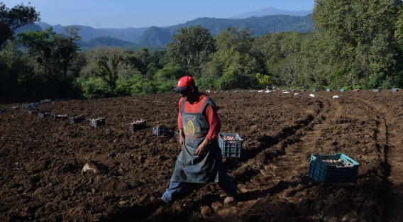 En la pequeña comunidad de Paxtepec muy cerca de San Pablo Coapa municipio de Naolinco comenzó la siembra de papa, pobladores de los Pescados del municipio Perote se trasladan hasta este sitio para siembra de este producto ya que comentan que las tierras en aquel lugar han disminuido su producción.
