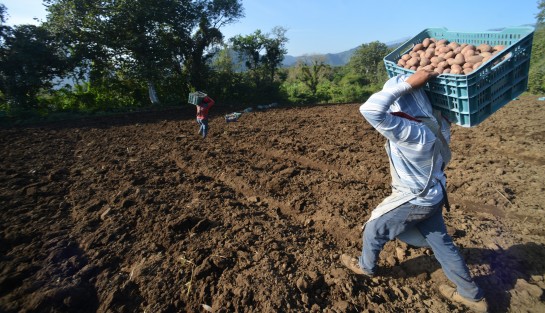 En la pequeña comunidad de Paxtepec muy cerca de San Pablo Coapa municipio de Naolinco comenzó la siembra de papa, pobladores de los Pescados del municipio Perote se trasladan hasta este sitio para siembra de este producto ya que comentan que las tierras en aquel lugar han disminuido su producción.