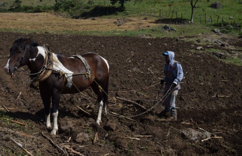 En la pequeña comunidad de Paxtepec muy cerca de San Pablo Coapa municipio de Naolinco comenzó la siembra de papa, pobladores de los Pescados del municipio Perote se trasladan hasta este sitio para siembra de este producto ya que comentan que las tierras en aquel lugar han disminuido su producción.
