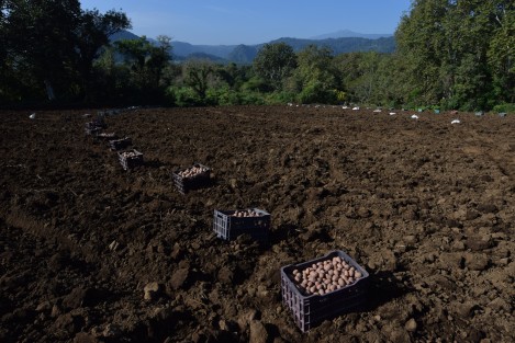Don Rafael Bonfil vio en estas tierras la oportunidad de seguir sembrado la papa la cual lleva más de 25 años cultivando es por eso que en esta temporada que hace frío en esta zona se traslada con su gente para la siembra de este producto  ya que comenta que la riqueza natural de esto terrenos hace que su producto sea bueno.
