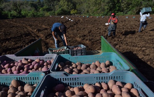 Don Rafael Bonfil vio en estas tierras la oportunidad de seguir sembrado la papa la cual lleva más de 25 años cultivando es por eso que en esta temporada que hace frío en esta zona se traslada con su gente para la siembra de este producto  ya que comenta que la riqueza natural de esto terrenos hace que su producto sea bueno.