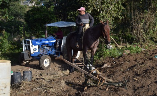Don Rafael Bonfil vio en estas tierras la oportunidad de seguir sembrado la papa la cual lleva más de 25 años cultivando es por eso que en esta temporada que hace frío en esta zona se traslada con su gente para la siembra de este producto  ya que comenta que la riqueza natural de esto terrenos hace que su producto sea bueno.