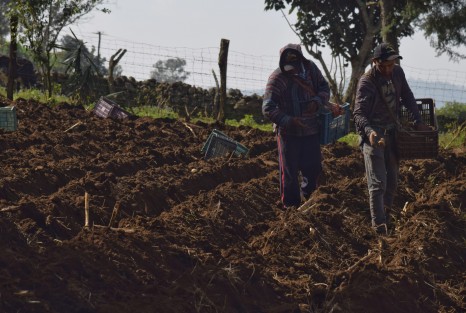 Don Rafael Bonfil vio en estas tierras la oportunidad de seguir sembrado la papa la cual lleva más de 25 años cultivando es por eso que en esta temporada que hace frío en esta zona se traslada con su gente para la siembra de este producto  ya que comenta que la riqueza natural de esto terrenos hace que su producto sea bueno.