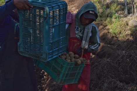 Don Rafael Bonfil vio en estas tierras la oportunidad de seguir sembrado la papa la cual lleva más de 25 años cultivando es por eso que en esta temporada que hace frío en esta zona se traslada con su gente para la siembra de este producto  ya que comenta que la riqueza natural de esto terrenos hace que su producto sea bueno.